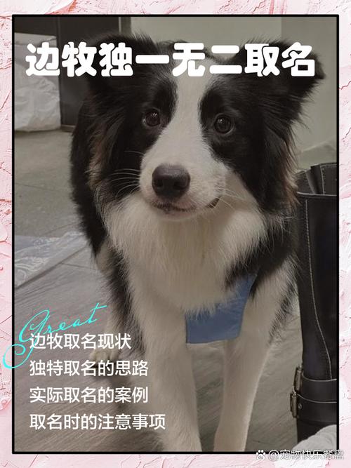 家中来了一只边牧现在征集名字是女孩子可爱点的要