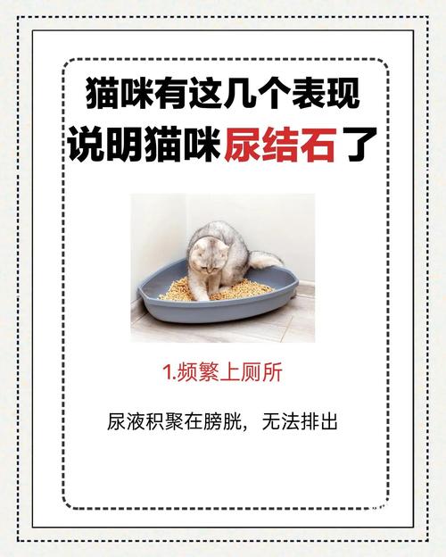 猫尿结石症状