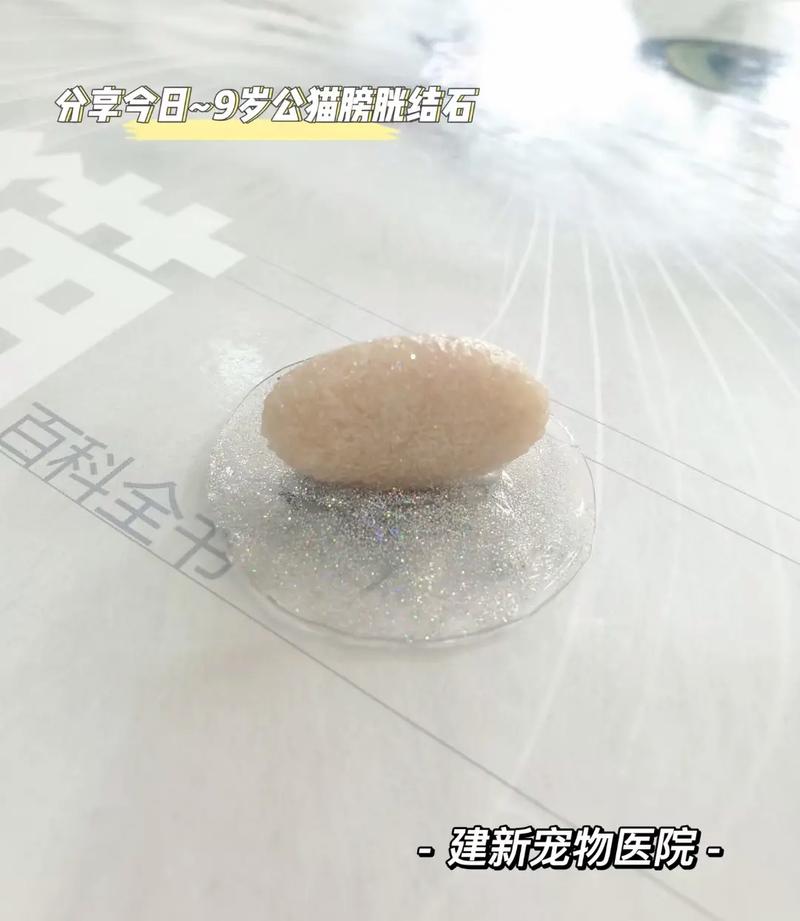 猫得了尿结石会怎么样?