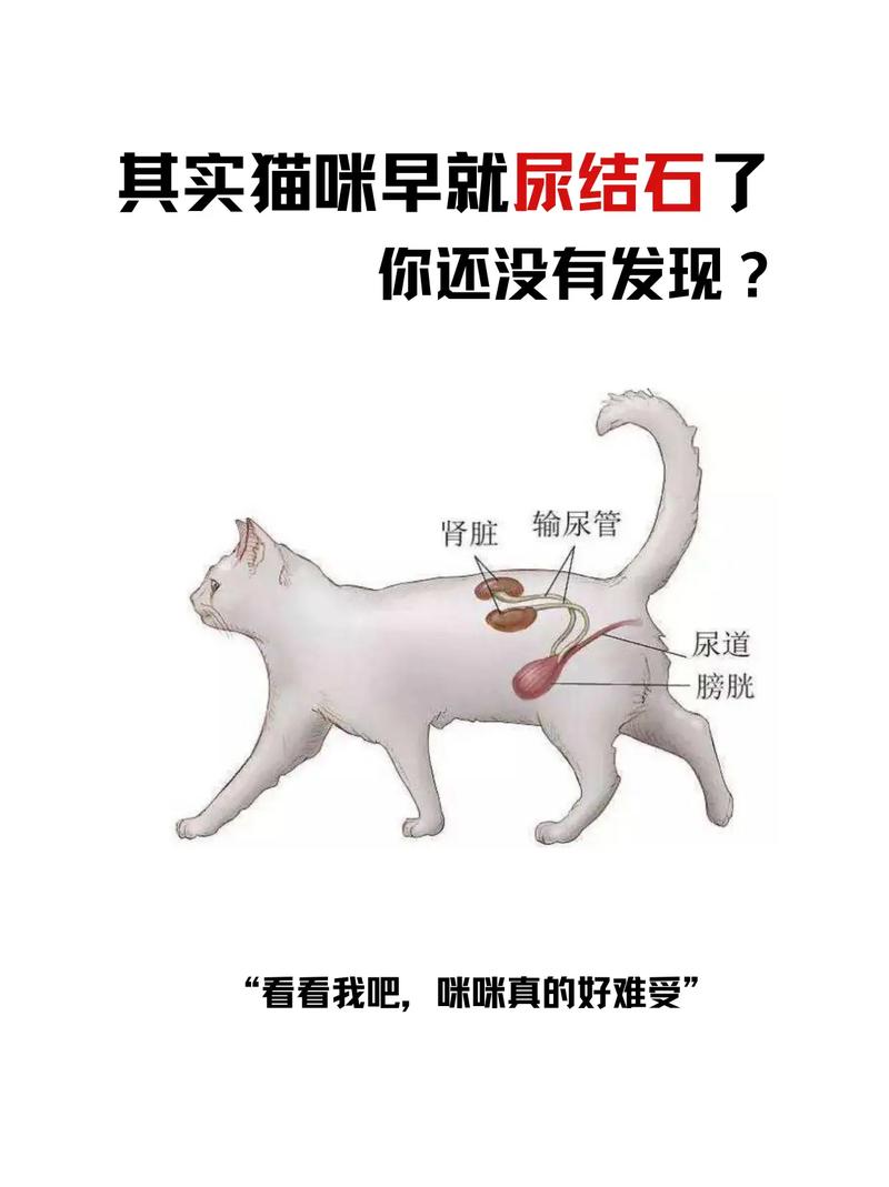 猫咪尿结石的症状表现