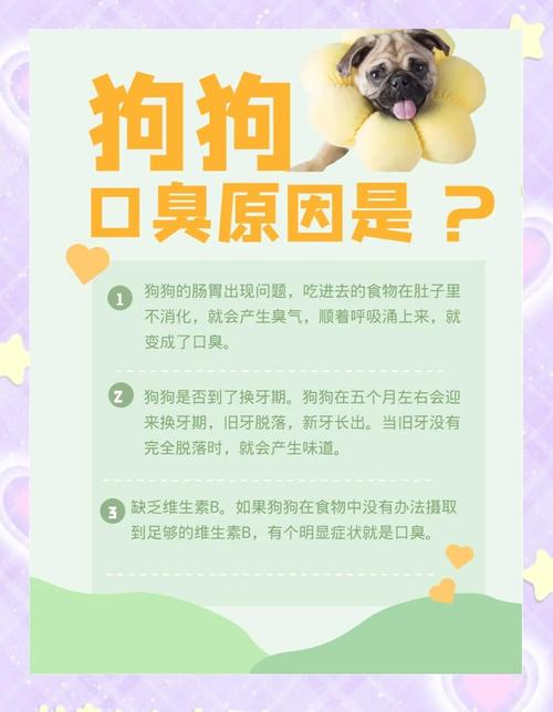 狗口臭吃什么除臭好