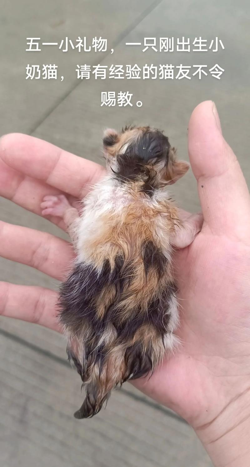 流浪猫会用猫砂吗