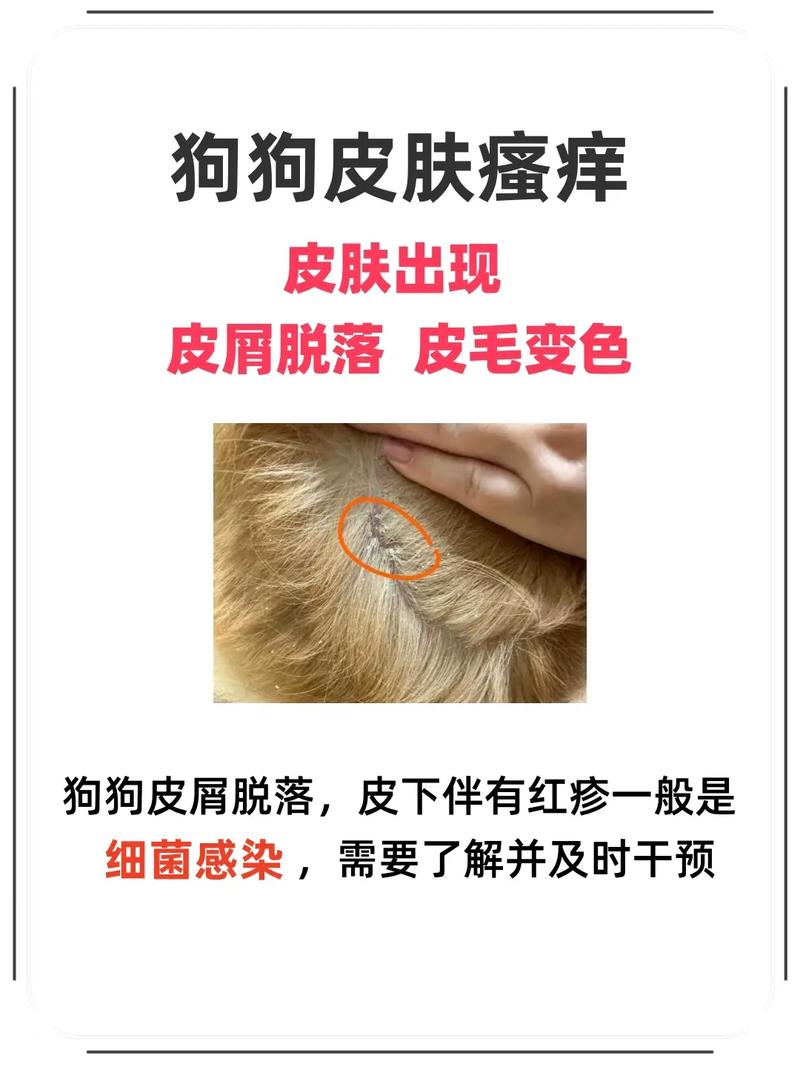 狗狗身上长了很多红疙瘩怎么办用什么药好