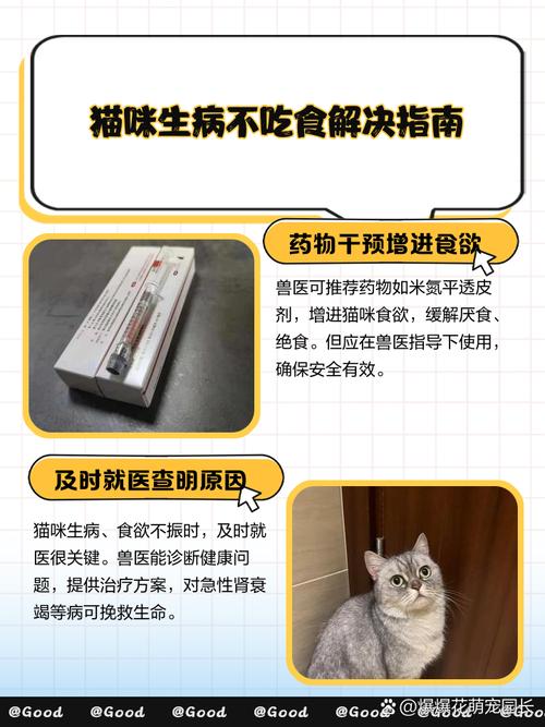 猫咪生病了不吃东西怎么办要强制喂食吗