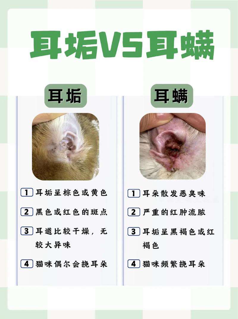2个月猫咪有耳螨怎么办