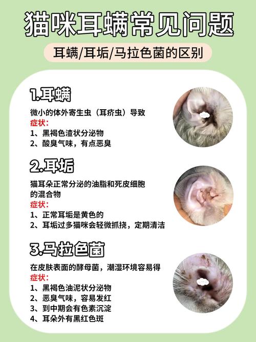 小猫咪有耳螨怎么办