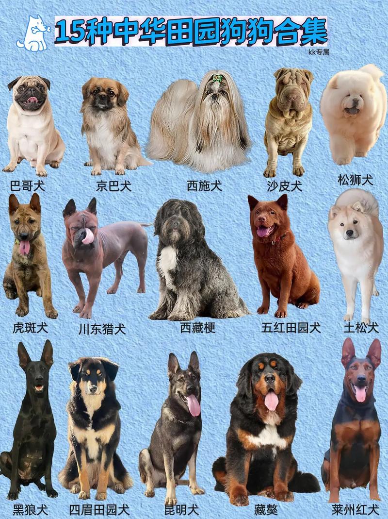 国内狗狗的品种有哪些?