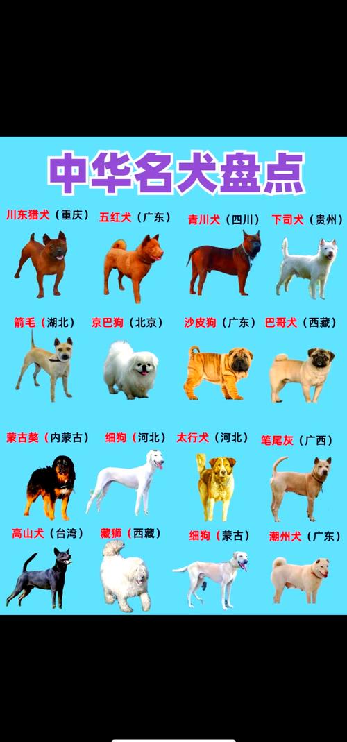 中国本土狗的品种有哪些?来这看看~
