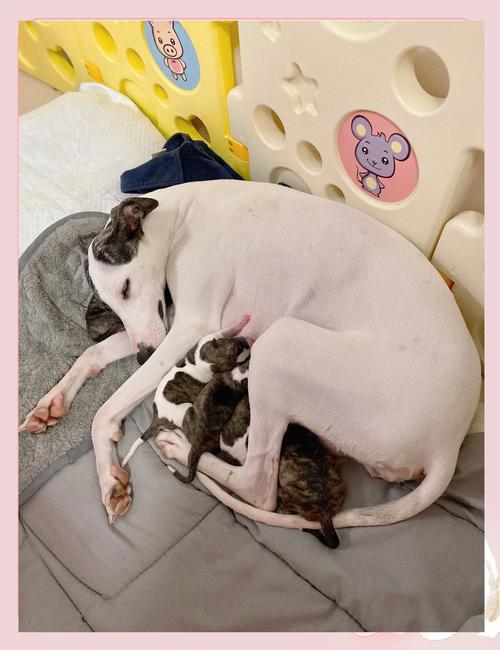 怎么样才能帮助狗顺产啊?