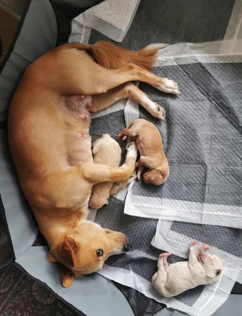 狗狗要生了主人怎么接生