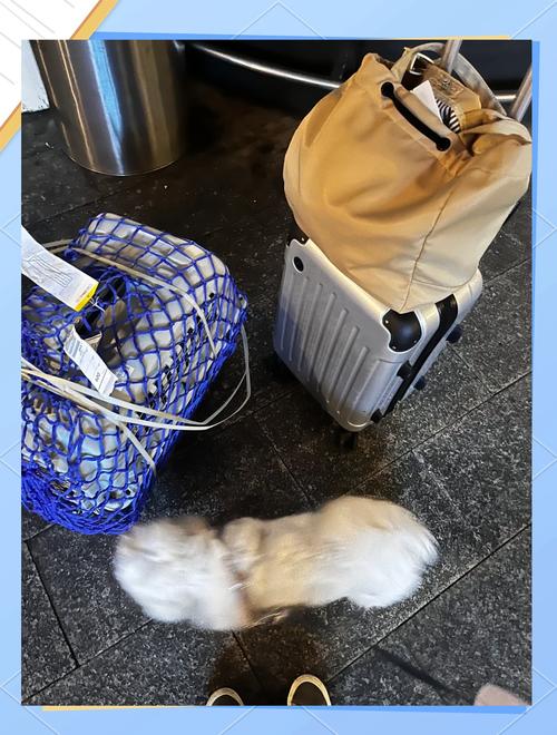 猫怎么带上飞机