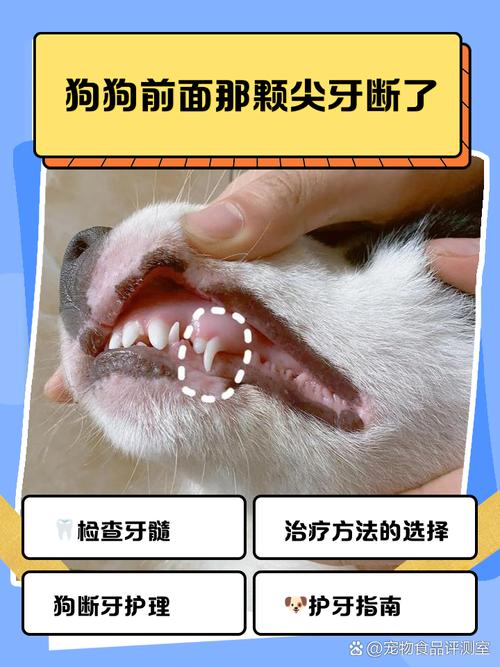 狗狗尖牙为什么不掉