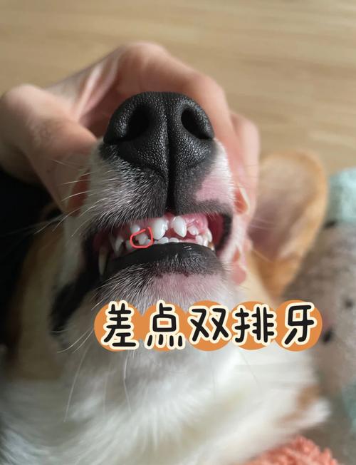 狗换牙乳牙不掉是什么原因