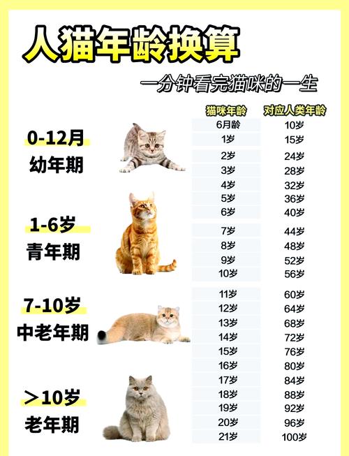 猫咪的寿命一般多长?