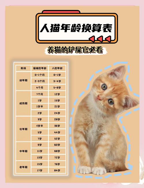 三个月的猫多大
