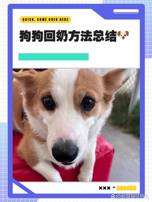 狗狗回奶的方法如下