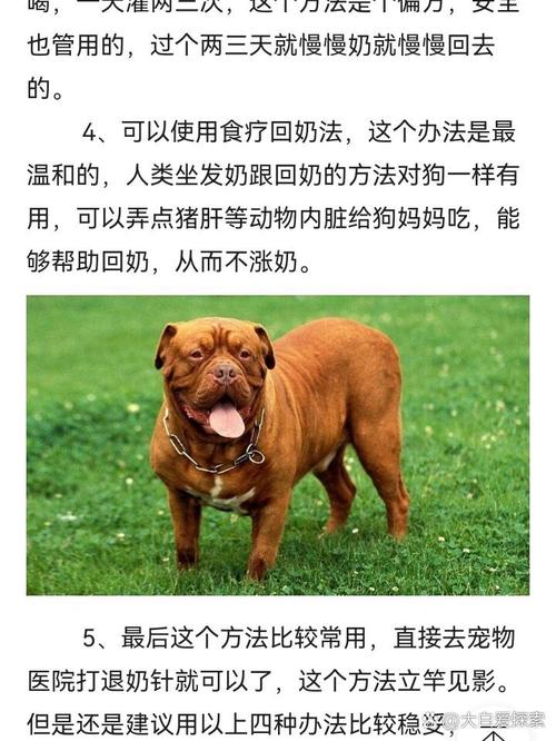 狗狗回奶的方法有哪些