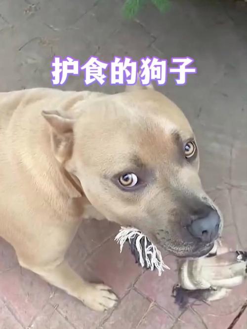 狗狗护食可以打吗