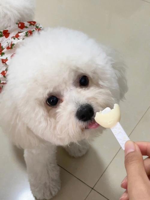 狗狗吃了奶酪会怎么样?