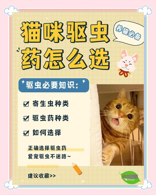 猫咪不吃驱虫药,该怎么喂?