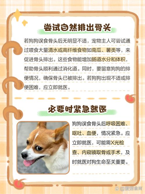 揭秘:狗狗适合吃什么样的骨头?