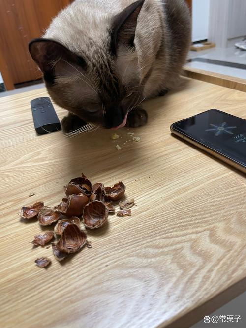 板栗猫咪为什么不能吃