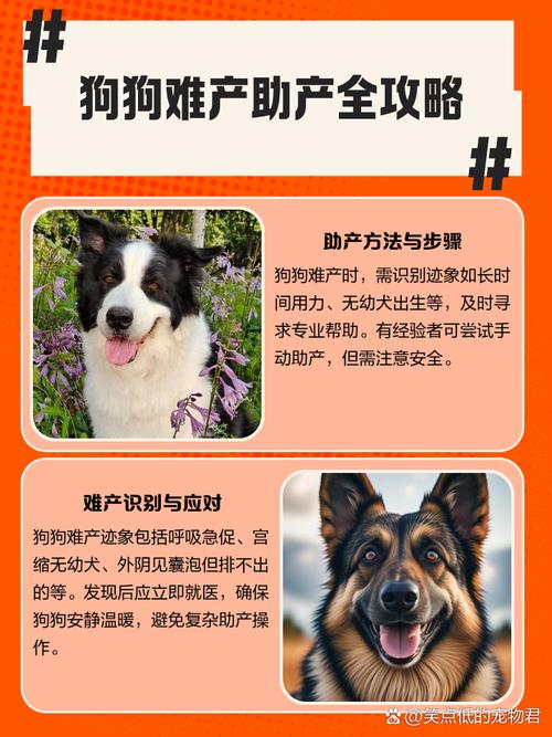 狗狗难产如何帮助它生产呢?