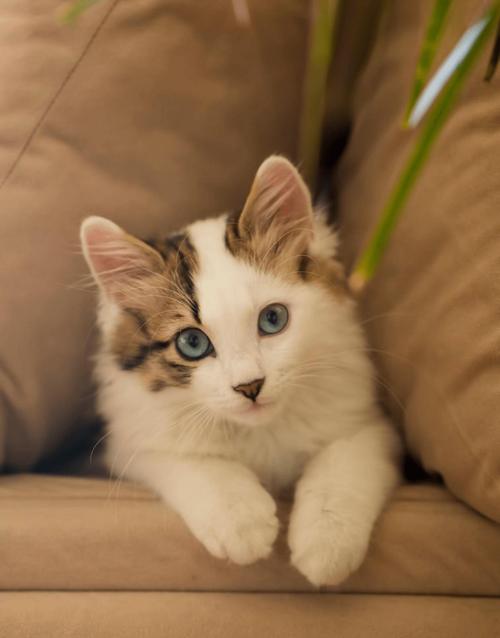 猫发情吃什么药可以抑制