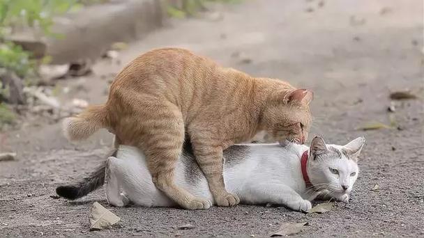 如何抑制母猫发情