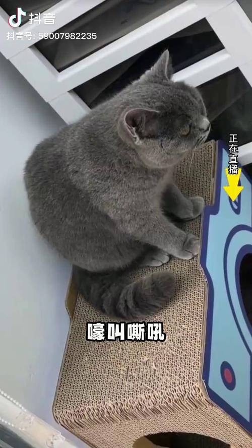 猫咪的禁情喷雾怎么使用?