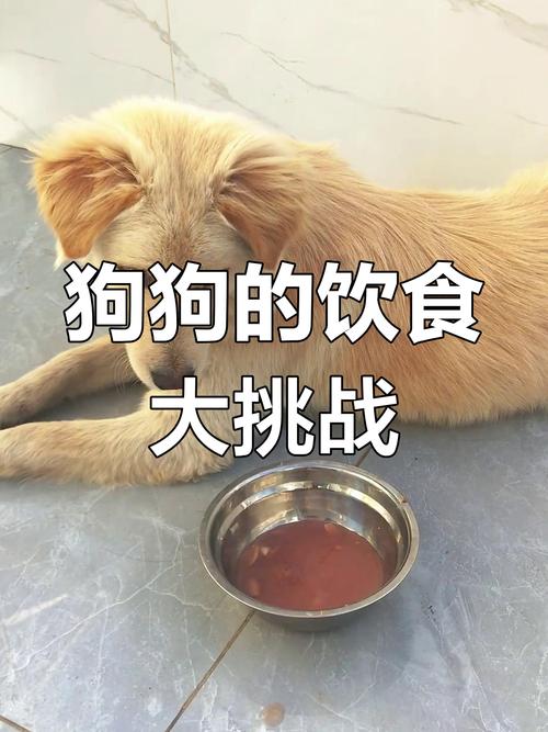 狗狗能吃八宝粥吗
