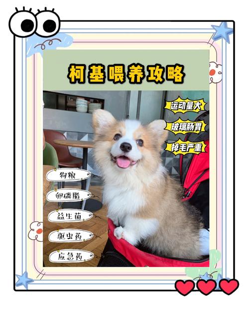 狗可以吃八宝粥吗?