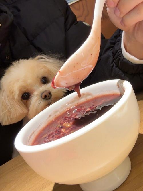 狗狗可以喝八宝粥吗