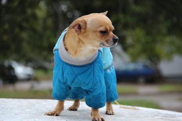 给狗狗穿衣服好还是不好?