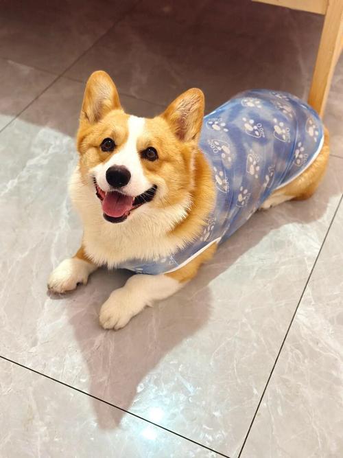 夏天狗狗能不能穿衣服