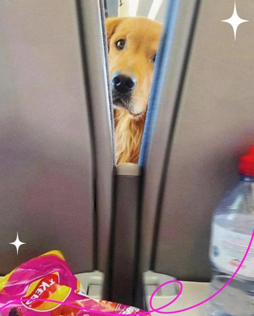 坐高铁可以带小狗吗?