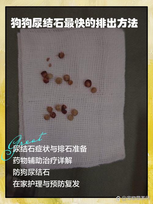 狗狗得了结石保守治疗