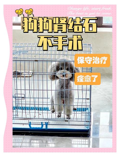 狗狗得了尿结石怎么办