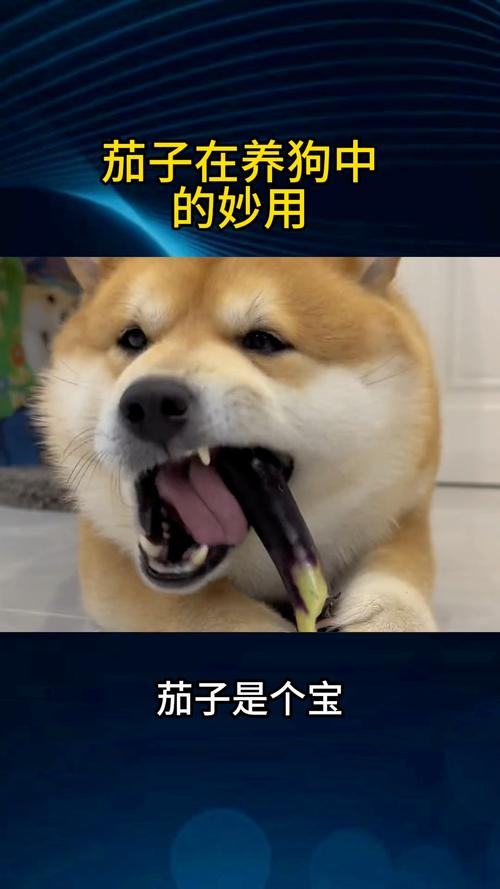 如果狗狗吃了枣糕怎么办?