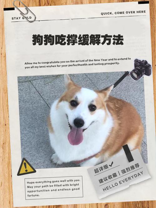 拉布拉多可以吃枣糕吗