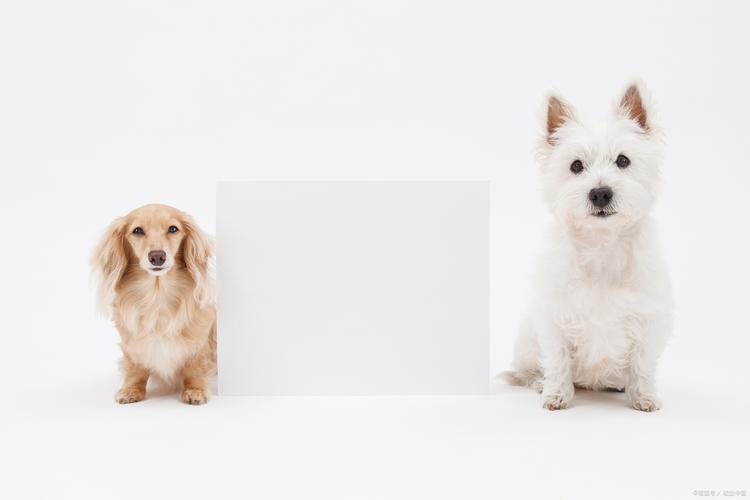 怎样就是幼犬成犬全犬