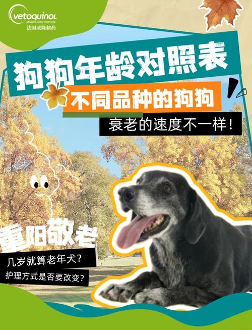 狗狗几个月算成犬