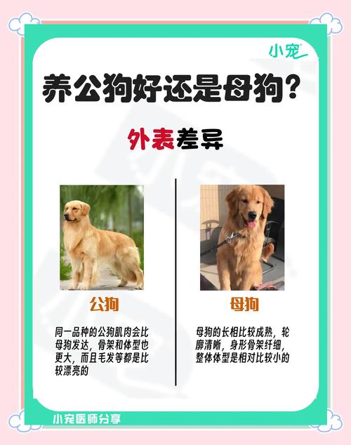 狗多大可以交配