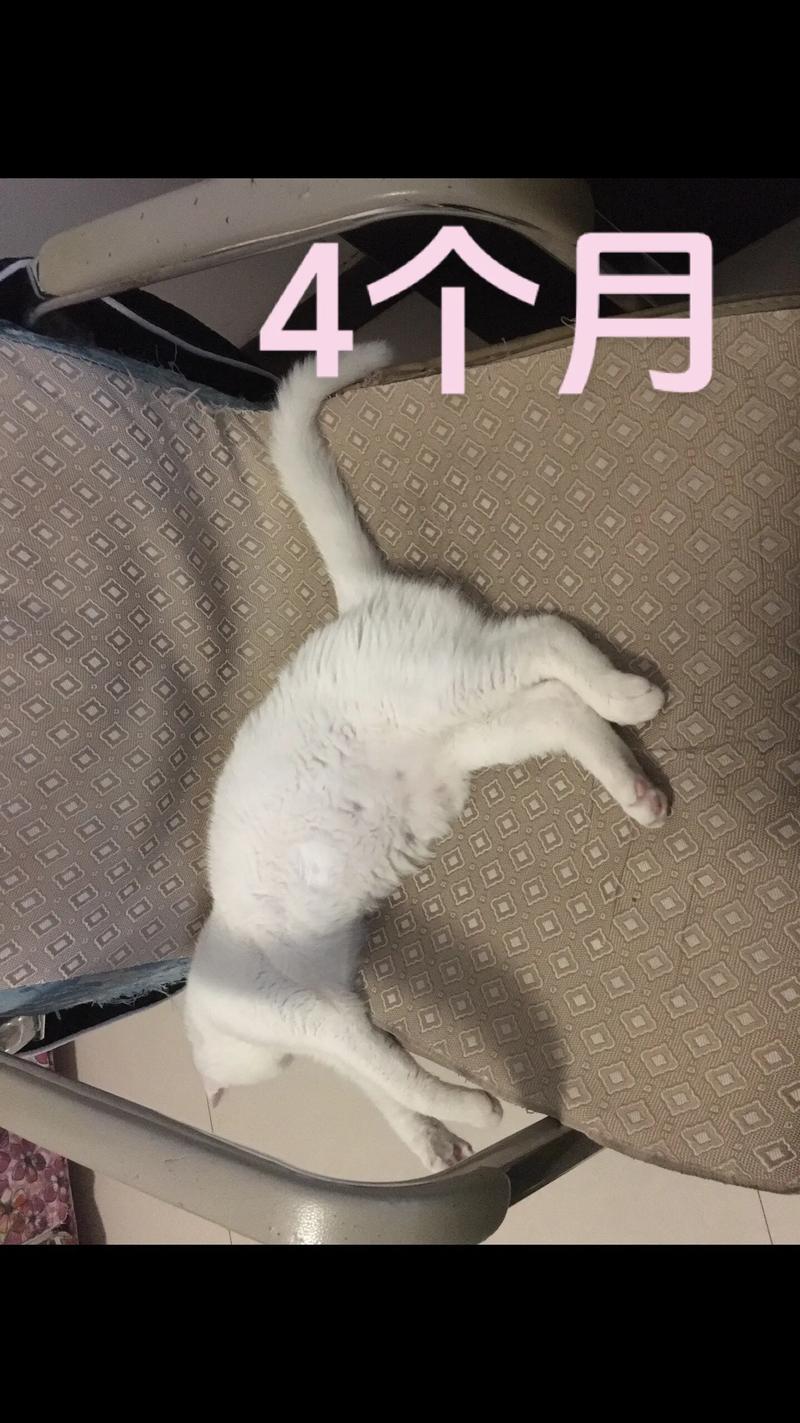 四个月的猫1.2斤正常吗?你怎么看?