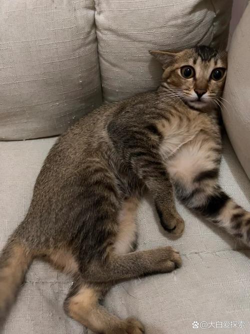 如何判断小猫几个月了