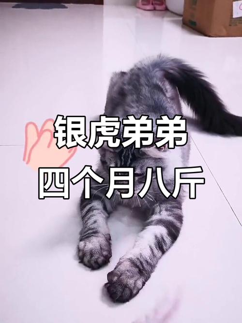 四个月猫咪多重