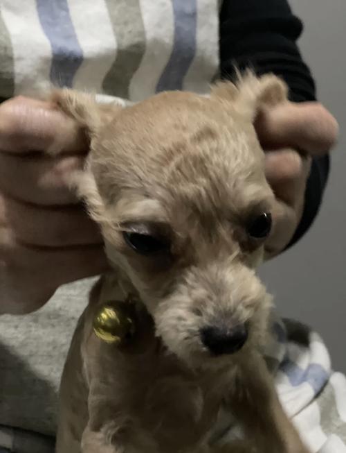 我家泰迪6个多月了,跟疯狗一样,一点也不听话,除了叫他吃饭的时候。怎么...