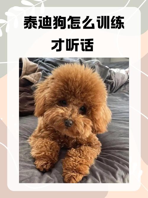 小泰迪很活泼很调皮怎么让它温顺听话