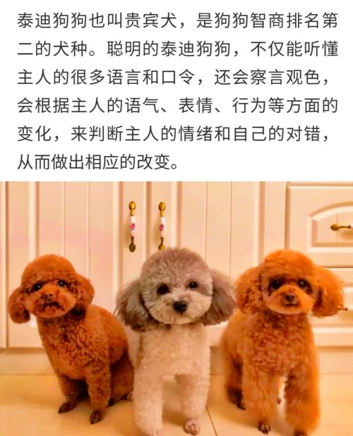 怎样训练狗狗听话泰迪?
