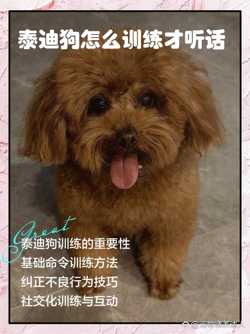 泰迪犬怎么养才听话